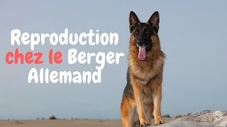 Reproduction du Berger Allemand  Choses à Savoir 2018 [upl. by Ynnus263]