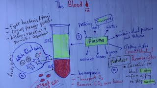 Composition of the blood  red blood cells white blood cells blood plasma blood platelets [upl. by Guenzi]