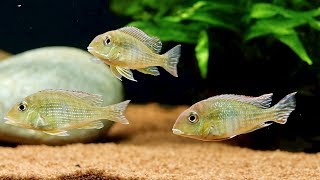 Update on Geophagus Tapajos Red Head Aquarium and Feeding Bloodworms [upl. by Galloway]