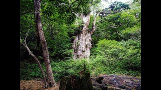 屋久島 Yakushima Japan 2017 [upl. by Alicia]