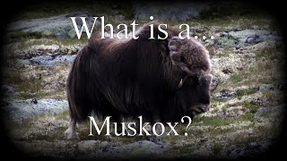 What is a Muskox [upl. by Thamos657]