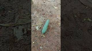 Ridge gourd harvest 🌚 பீர்க்கங்காய் அறுவடை🧚‍♀️ Happy life of Ariyalur ponnu 🥰shorts viralgarden [upl. by Gentry]