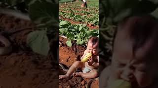 Bayi dikerumuni banyak ular di kebun sayur [upl. by Ennayhc]