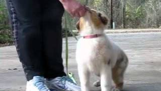 How To Leash Train A Puppy Australian Shepherd [upl. by Agan189]