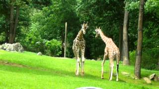 Giraffes Fighting at NC Zoo [upl. by Kucik]