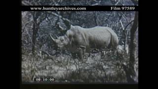 Black Rhinoceroses and White Rhinoceroses Archive film 97589 [upl. by Naved]