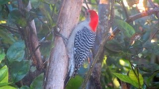 Red Bellied Woodpecker Calling and Drumming [upl. by Adoh]