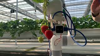 Strawberry harvest robot test  12292023 [upl. by Swayne]