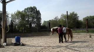 Centre Equestre  O E D N  Oissel 76 [upl. by Artsa647]