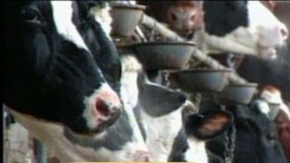 Mad Cow Disease Discovered in US Cattle At California Dairy Farm [upl. by Lanae]