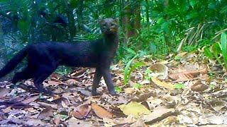 Jungle Animals Trail Cam Videos  Ocelot and Jaguarundi Cats  Browning Trail Camera [upl. by Accber990]