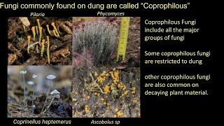 Fungal Communities Module 3 Dung Fungi  an ecosystem in a microcosm [upl. by Hofstetter]