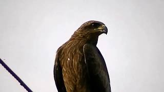 Pariah Black Kite Calling Kerala [upl. by Adekram]