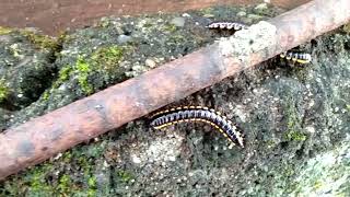 Millipedes on the Wall [upl. by Pages176]