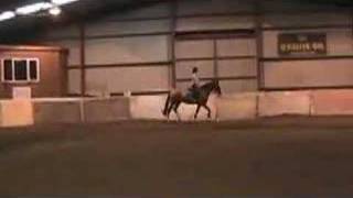 6yr old Ricardo Z Irish Sport Horse Gelding [upl. by Ion]