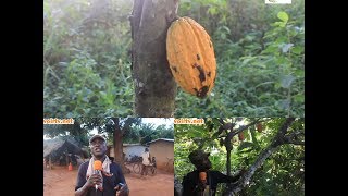 Côte d’Ivoire Le nouveau prix du cacao fixé par le gouvernement critiqué par les producteurs [upl. by Adriell]