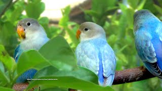 PeachFaced Lovebirds Sounds  Three BlueLight Blue Opaline [upl. by Pozzy249]