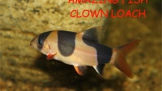 Clown Loach Amazing Fish [upl. by Linnet]