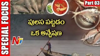 Pulasa Fish  Godavari Special Costly Fish  Special Focus  Part 3  NTV [upl. by Akemak]