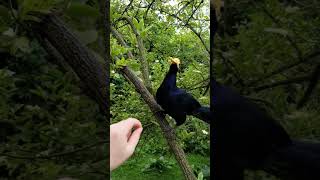 Violet Turaco animals feeding birds turaco [upl. by Gillette]