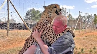 Man Is Cheetahs Best Friend  Reunion With Big Cat  Do Cats Remember You  Love Hugs amp Kisses [upl. by Inga]