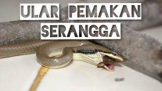 ULAR PEMAKAN SERANGGA ASLI INDONESIA  insectivorous snakes native to Indonesia [upl. by Starbuck]