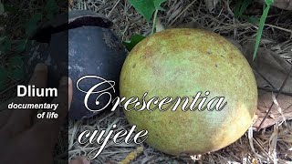 Calabash tree Crescentia cujete  part 2 [upl. by Nwahsan]