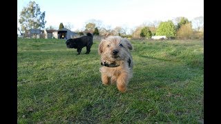 Sylvester  Norfolk Terrier Puppy  2 Weeks Residential Dog Training [upl. by Notsa]