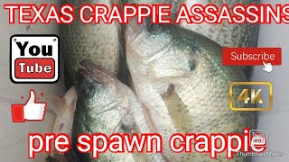 pre spawn crappie [upl. by Eulalee]