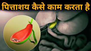 पित्ताशय कैसे काम करता हैं  digestive system 10  gallbladder anatomy and physiology [upl. by Ahsitniuq]