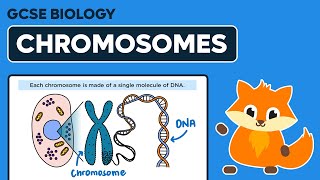 Chromosomes  GCSE Biology [upl. by Arul271]