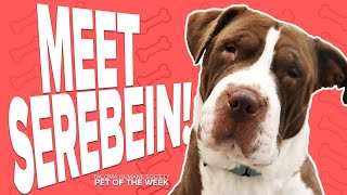 Pet Rescue of the Week Serebein [upl. by Betty]