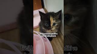 Evcil hayvanin bebeklik halleri 😻 cat catlovers kedi catlover 🎥kedibugday [upl. by Hailed235]