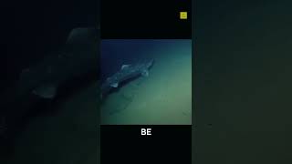 Secrets of the Greenland Shark A 500YearOld Predator animals [upl. by Raila]