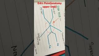 Erbs point short notesmbbs mbbsmotivation mbbsstudent mbbsstudy [upl. by Enilemme]