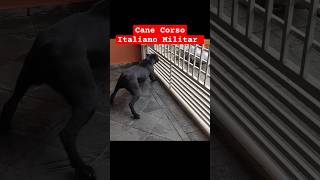 Cane Corso Italiano trabalhando cãotreinamento cachorronoyoutube [upl. by Guss725]