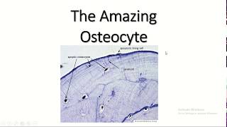 The amazing osteocyte [upl. by Pergrim]