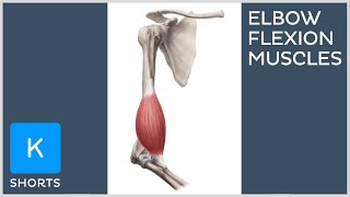 Muscles involved in elbow flexion mnemonic  Kenhub shorts [upl. by O'Driscoll]