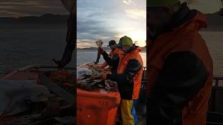 Commercial Dungeness Crabbing MAKING BAIT fishtough oliveranthony eatcrab commercialfishing [upl. by Lavinia799]