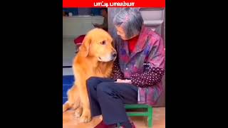 😂🐕🐈தங்கச்சி நீ கவலை படாத மா 😂🐕🐈comedyvideosviral trending funnyanimal videos [upl. by Leahcimluap]