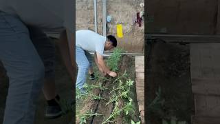 Tomato in a Highest Yield gardenning viralvideo FYP LifeHacks TikTokMadeMeDoIt Viral foryou [upl. by Paz]