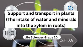 Support and transport in plants The intake of water and minerals into the xylem in roots [upl. by Acinoda890]