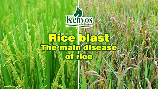 Rice Blast  Fungal disease that causes rice yield reduction [upl. by Kram604]