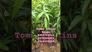 Tommy Atkins mango fruit RARAE mango plant [upl. by Ecarret]