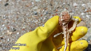 Shelling Episode 7  My First Angaria Delphinus • Finding Seashells [upl. by Ecaroh]