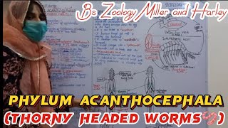 Phylum Acanthocephala  Thorny headed worms  Life Cycle of Acanthocephala  Bsc zoology [upl. by Alber]