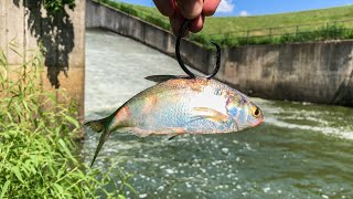 GIANT Live Bait Hooks BIG MYSTERY Spillway Fish Nonstop Action [upl. by Irafat]