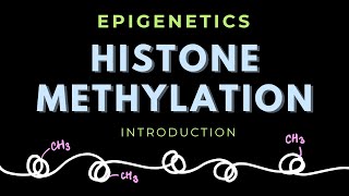 Histone Methylation  Introduction  Posttranslational modification  Epigenetics  GATECSIRNET [upl. by Sucitivel]