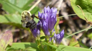 Bee Nectaring on Stiff Gentian Gentianella quinquefolia [upl. by Anifled]