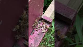 InstantVap Varroa Mite Treatment honeybees bees [upl. by Duaner]